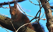 Al parco Suardi ci sono gli scoiattoli (sia rossi che grigi). E anche un picchio