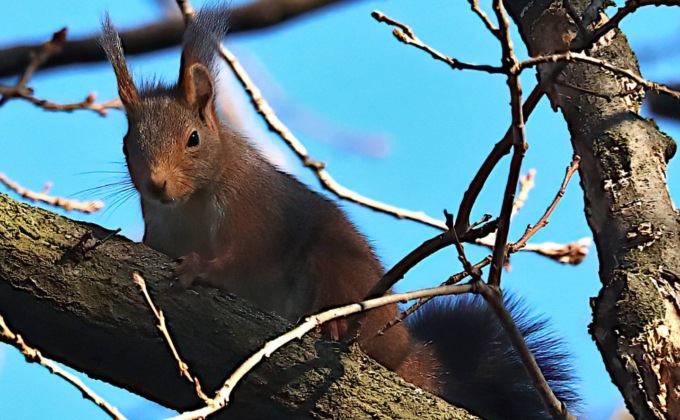 Al parco Suardi ci sono gli scoiattoli (sia rossi che grigi). E anche un picchio