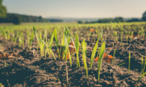 L'agricoltura biologica: una scelta salutare per l'uomo e la Terra