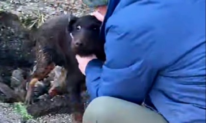 Cane incastrato in un pozzetto a Cisano Bergamasco: tratto in salvo