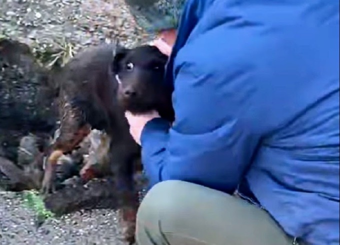 Cane incastrato in un pozzetto a Cisano Bergamasco: tratto in salvo