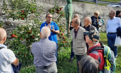 Frutticoltura, in Val Brembana acquisto di piante in forma associata