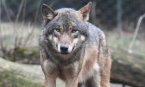Il video di un lupo sulla provinciale, nuovo avvistamento fra Villa d'Ogna e Ardesio