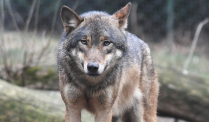 Lupo in alta Val Brembana: sette pecore uccise a Valtorta