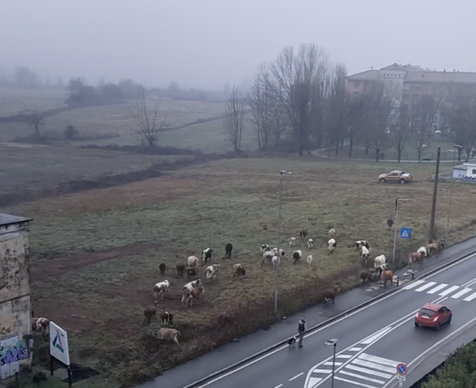 Il giallo (che poi giallo non era) della mandria di mucche cacciata dal Villaggio degli Sposi