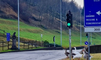 Sei oche a spasso per strada a Nembro. E la polizia chiama il Mino per ospitarle