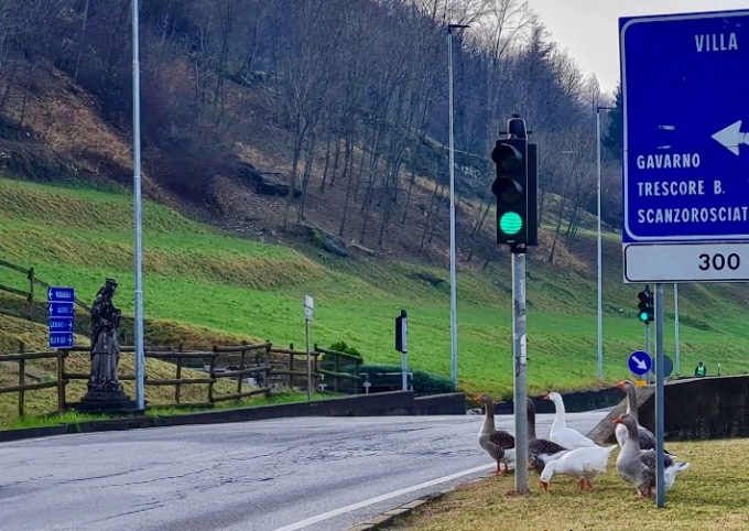 Sei oche a spasso per strada a Nembro. E la polizia chiama il Mino per ospitarle