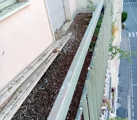 Il “bombardamento” dei piccioni ad Azzano San Paolo: interviene Ats Bergamo