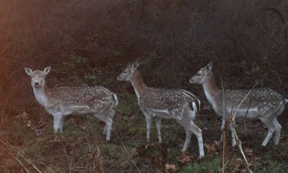 Parco Ovest di Bergamo, recuperato anche l'ultimo daino: la "caccia" è conclusa