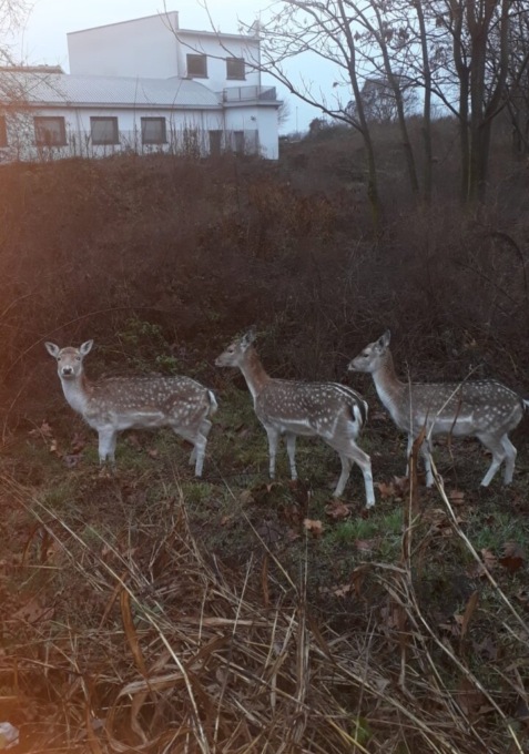 Il nuovo video dei daini nel Parco Ovest di Bergamo: ormai si sono ambientati…