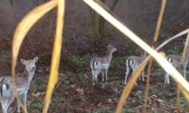 Continua la "caccia" ai daini al Parco Ovest: recuperati quattro esemplari, due ancora liberi