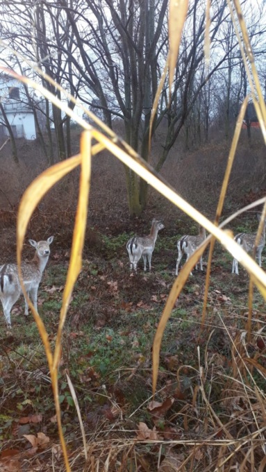 Continua la “caccia” ai daini al Parco Ovest: recuperati quattro esemplari, due ancora liberi