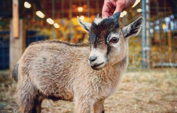 Capre e asinelli invadono Ardesio in una domenica davvero bestiale
