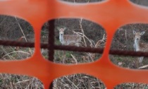 Lo sguardo incuriosito di due daini, segnalati in via Galli a Bergamo