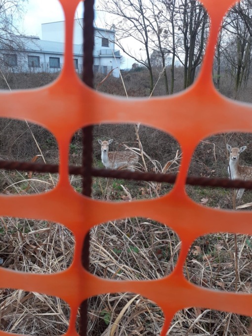 Ancora a spasso i daini nel Parco Ovest. E c’è un passero intrappolato all’Esselunga