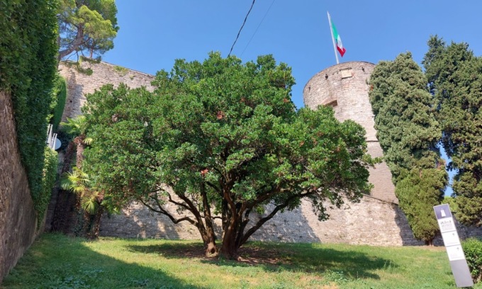 Alberi monumentali: ecco i “magnifici sette” che si trovano a Bergamo città