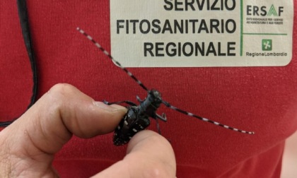 Tarlo asiatico anche a Bergamo: Regione pagherà gli abbattimenti e le nuove piante