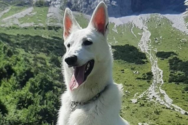 Educare il cane e i padroni: a Casnigo c’è il corso gratuito con l’esperto