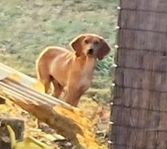 Segugio marrone si aggira spaventato tra Campagnola e Malpensata: ecco come segnalarlo