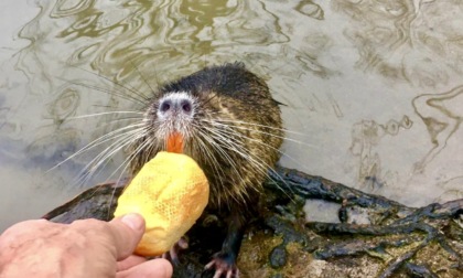 Riecco la nutria Mariarosa ad Alzano Lombardo! Era scomparsa otto mesi fa