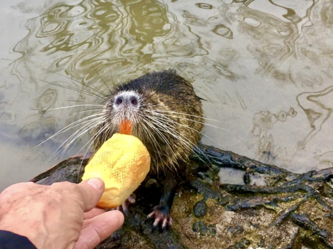 Riecco la nutria Mariarosa ad Alzano Lombardo! Era scomparsa otto mesi fa