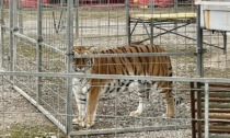 Tigri in gabbia al circo arrivato a Dalmine: a ruggire è la polemica