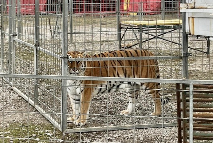 Tigri in gabbia al circo arrivato a Dalmine: a ruggire è la polemica
