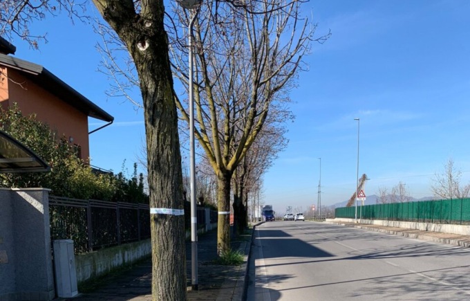 Treviolo, individuati alberi affetti da tarlo asiatico