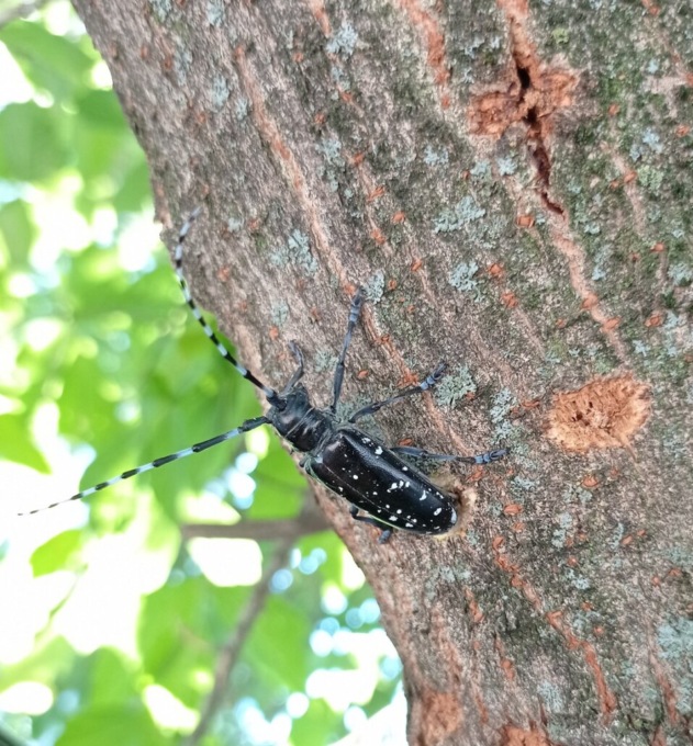 Confermato il tarlo asiatico a Bergamo, verranno abbattuti più di 200 alberi (se ne ripianteranno altri)