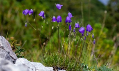 Che bella sorpresa! Bergamo ha un fiore tutto suo (la Campanula Bergomensis)