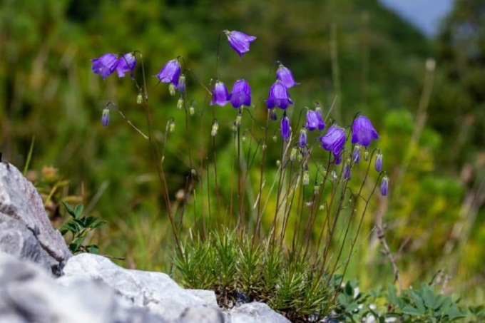 Che bella sorpresa! Bergamo ha un fiore tutto suo (la Campanula Bergomensis)