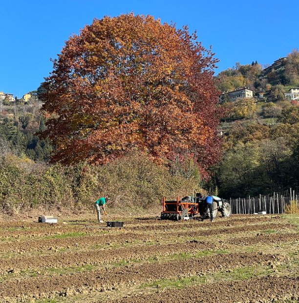 Ad Astino stanno per fiorire 50 mila tulipani, che potranno poi essere raccolti da tutti