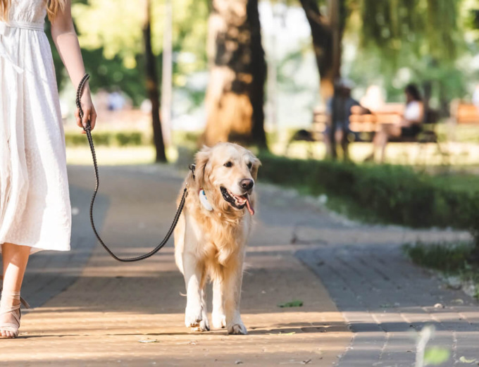 «Il cane aggredito sulla collina di Bagnatica non era al guinzaglio: sanzionare il padrone»