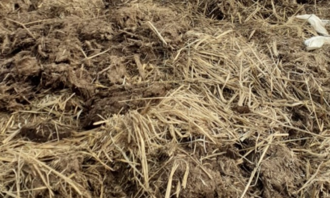 Cadavere di vitello nel letame a Fara Gera d’Adda, l’agricoltore: «Andrò a denunciare»