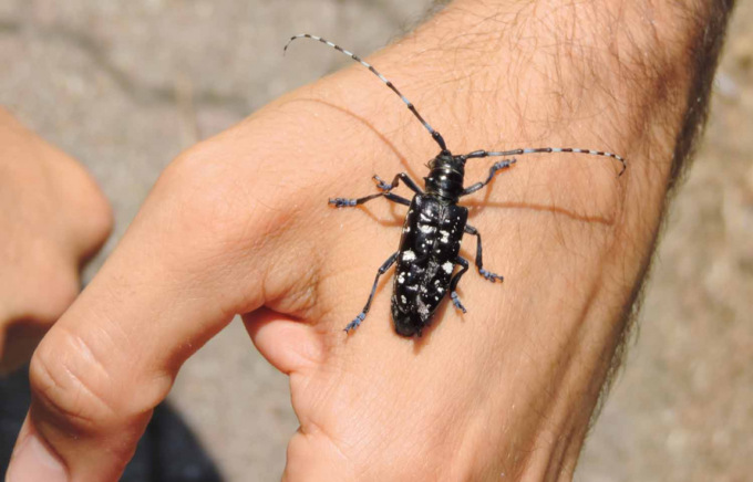 Il tarlo asiatico è così vicino… Forte preoccupazione a Dalmine