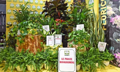 Piante (anche d'appartamento) "mangiano" l'inquinamento: lo dice Coldiretti Bergamo