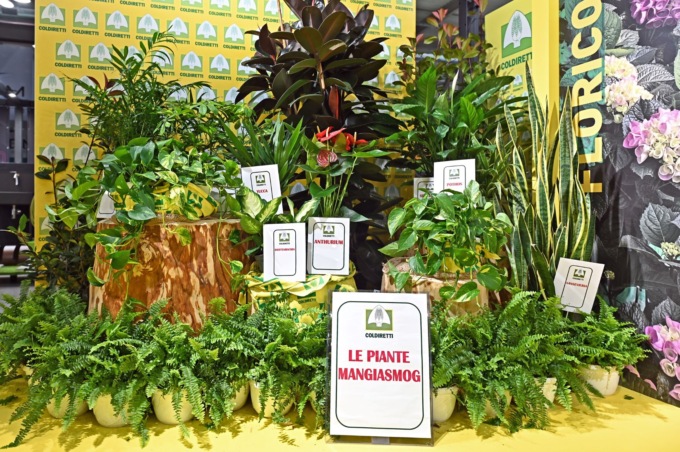 Piante (anche d’appartamento) “mangiano” l’inquinamento: lo dice Coldiretti Bergamo