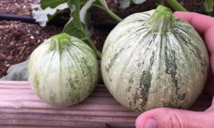 Da venerdì 1 marzo, in regalo con il PrimaBergamo in edicola, lo zucchino tondo di Nizza