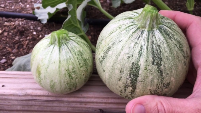 Da venerdì 1 marzo, in regalo con il PrimaBergamo in edicola, lo zucchino tondo di Nizza