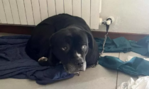 Romano, cane legato al termosifone per tre giorni: salvato dalla polizia locale