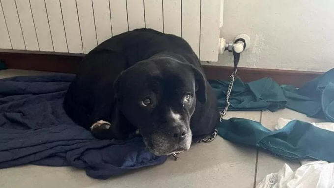 Romano, cane legato al termosifone per tre giorni: salvato dalla polizia locale