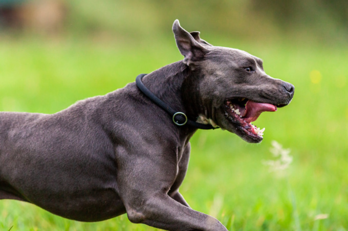 Ponte San Pietro, aggredita da un pitbull mentre è a spasso con il cane