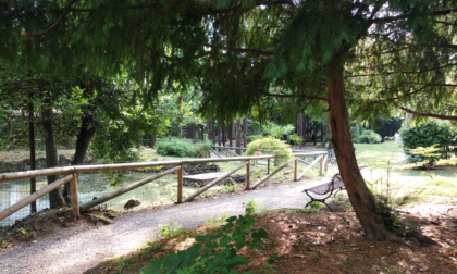 Il bilancio arboreo di cinque anni di Giunta Gori a Bergamo: +8.856 alberi e arbusti