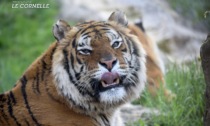Si è spento Romeo, la tigre simbolo del Parco Faunistico Le Cornelle di Valbrembo