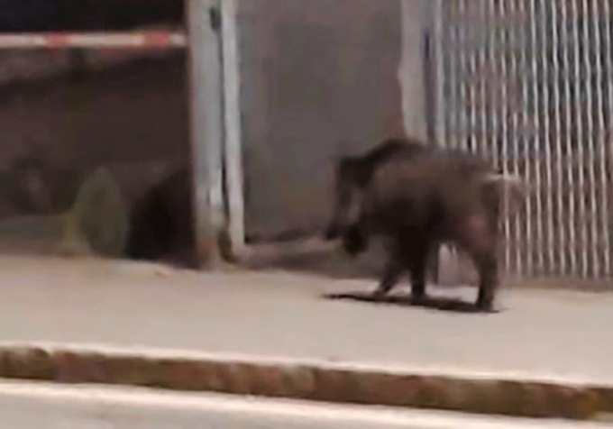 Cinghiale a spasso di notte in via Baioni. Poi è stato abbattuto in Valverde
