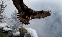 Il video della maestosa aquila della Val Brembana, premiato da GoPro: è di Baldovino Midali