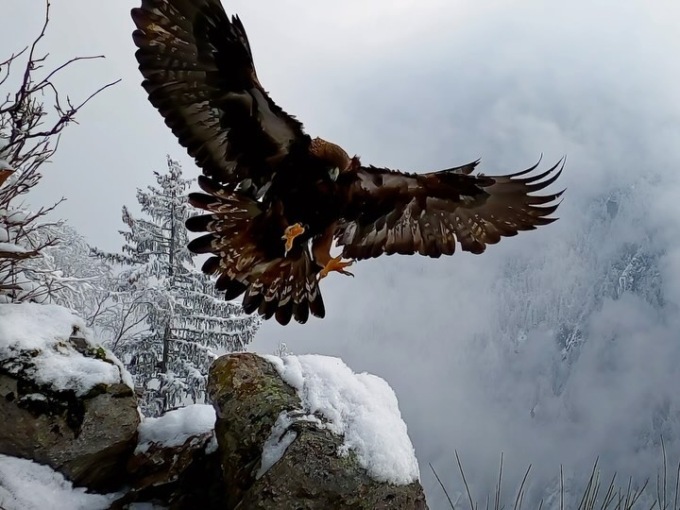 Il video della maestosa aquila della Val Brembana, premiato da GoPro: è di Baldovino Midali