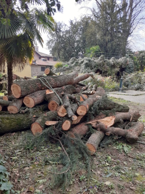 L’abbattimento del cedro al parco Marenzi e il destino dei pulcini di airone cenerino