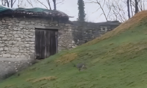 Avvistato un lupo a Pradalunga, il video pubblicato dal papà di Michela Moioli