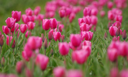 "Tulipani in piazza": sabato 23 e domenica 24  il centro di Treviglio si riempirà di colori e profumi